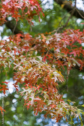 Colorful leaves of the Scarlet oak in Johan Smitpark in Zuidhorn, municipality Westerkwartier Groningen province in the Netherlands photo