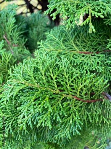 Close up of pine tree with scaly leaves