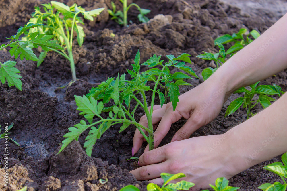 Gardener hands planting tomato seedling in ground Gardener hands planting tomato seedling in ground