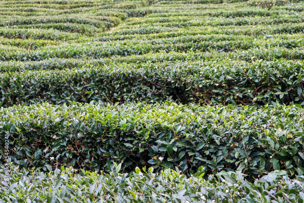 rows of green tea bushes on a plantation
