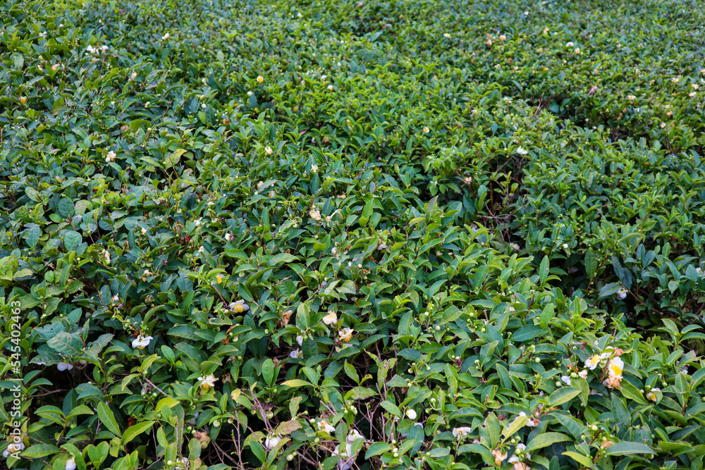 rows of green tea bushes on a plantation