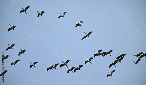 Kraniche  Grus grus  auf dem Vogelzug    Cranes  Grus grus  on bird migration