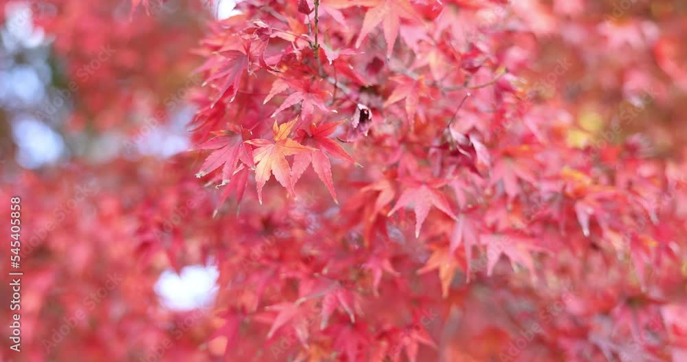 Autumn leaves in a forest park in rural Japan. Slow motion 4K video. Autumn leaves in a forest park in rural Japan. Slow motion 4K video.
