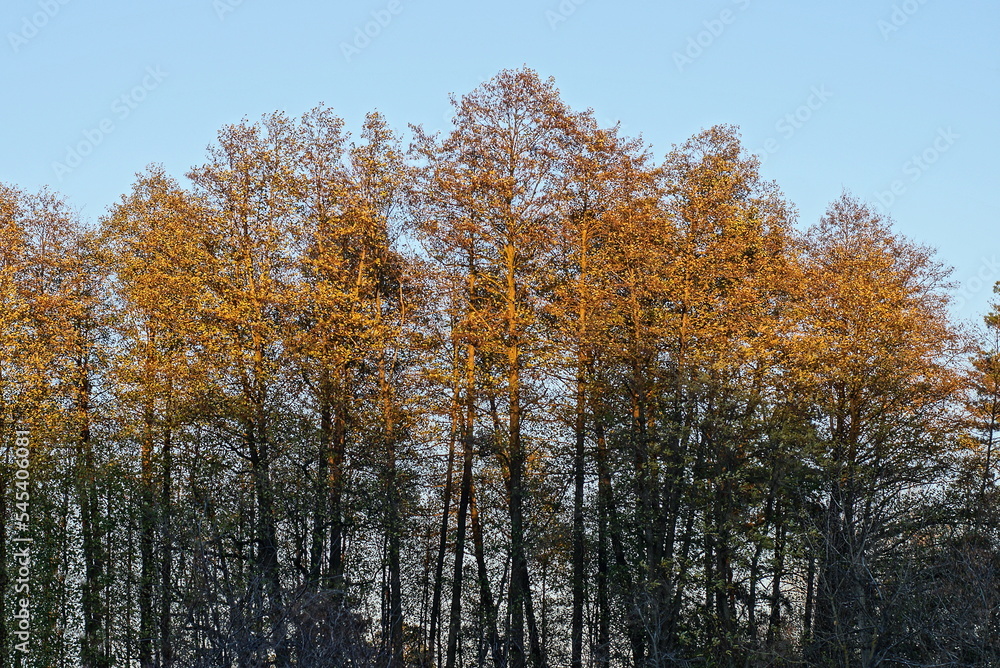 Fototapeta premium large tall trees with dry gray brown branches against the blue sky on a sunny day