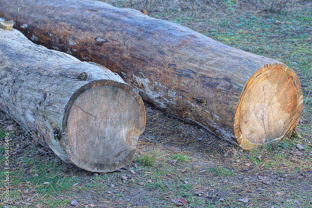 two big gray brown pine logs lie in the green grass in nature two big gray brown pine logs lie in the green grass in nature