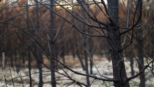 Forêt de pins calcinée après le passage des incendies de l'été 2022, à proximité de Belin-Beliet, en Gironde