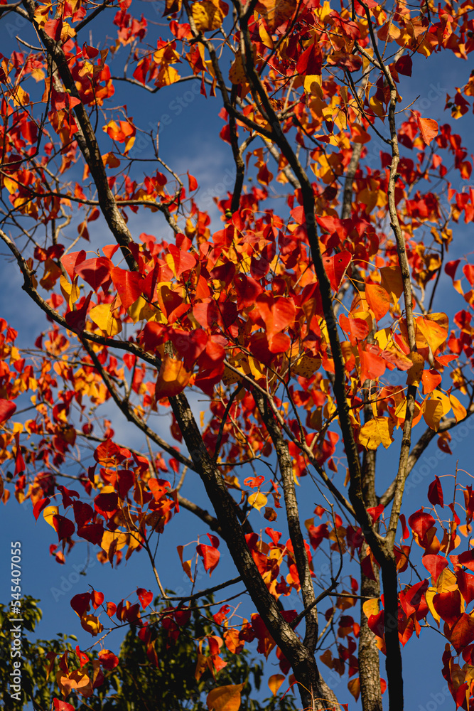 autumn leaves against blue sky