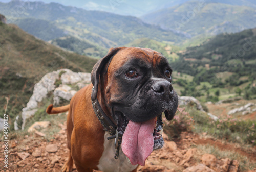 boxer dog brown tongue portrait landscape
