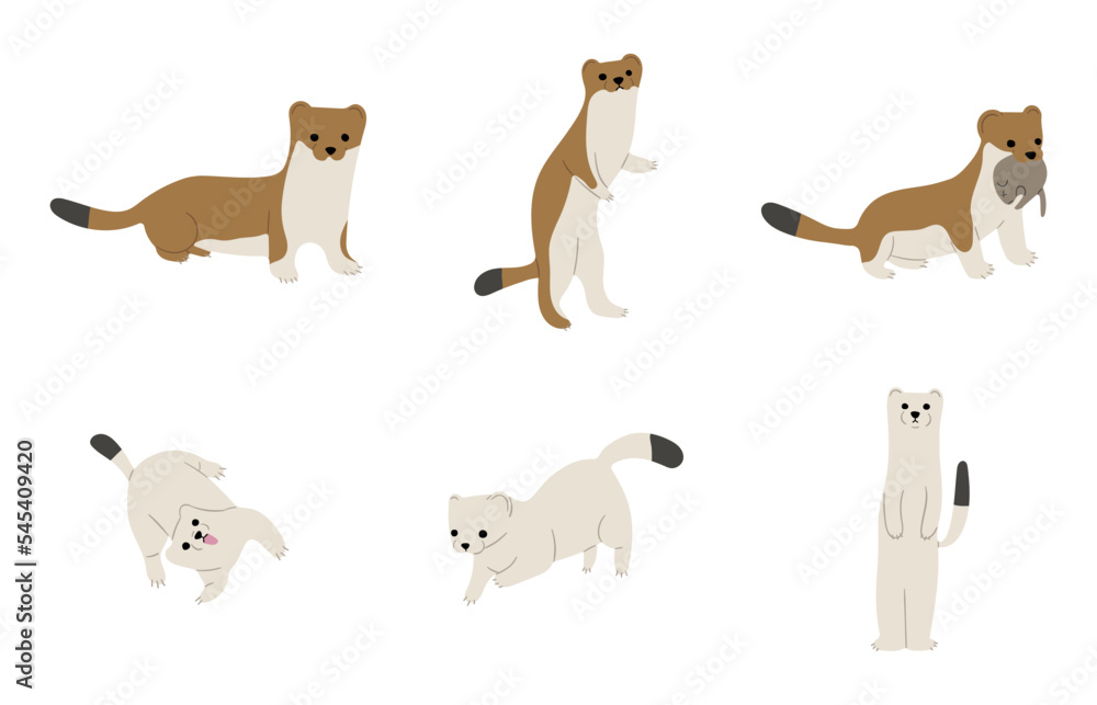 stoats,ermine and weasels cute 6 on a white background, vector illustration, Some stoats turn completely or partially white in winter.