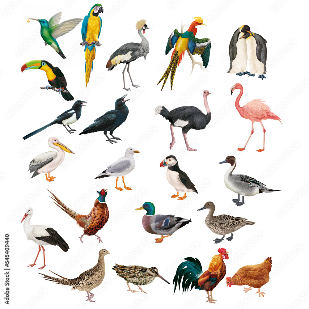 Naklejka premium collection, oiseaux, autruche, flamant rose, canard, cigogne, faisan, mouette, macareux, pélican, gaie, toucan, perroquet, colibri, manchot, corbeau, nature, ailes, joli