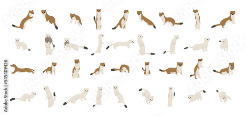 stoats,ermine and weasels cute collection 1 on a white background, vector illustration, Some stoats turn completely or partially white in winter.
