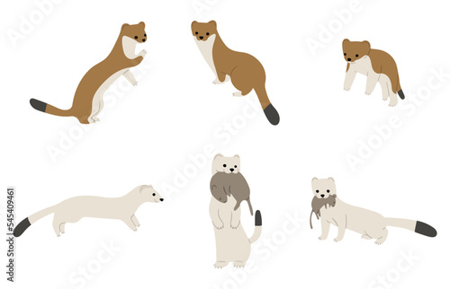 stoats,ermine and weasels cute 1 on a white background, vector illustration, Some stoats turn completely or partially white in winter.