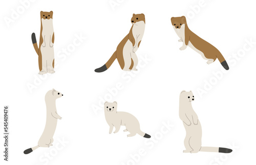 stoats,ermine and weasels cute 2 on a white background, vector illustration, Some stoats turn completely or partially white in winter.