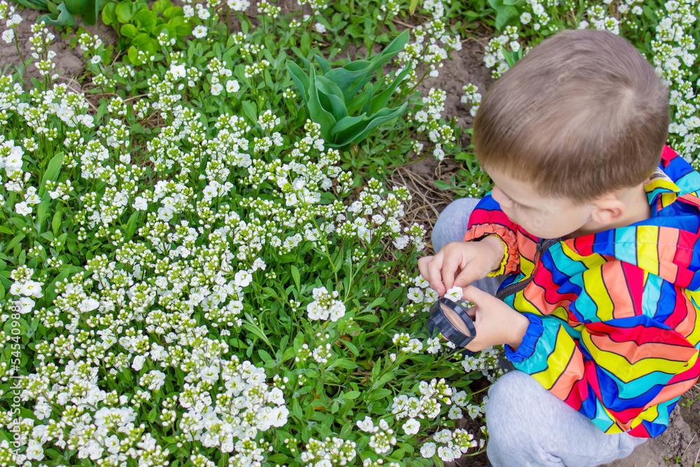 The child looks through a magnifying glass at the flowers Zoom in. The child looks through a magnifying glass at the flowers Zoom in.