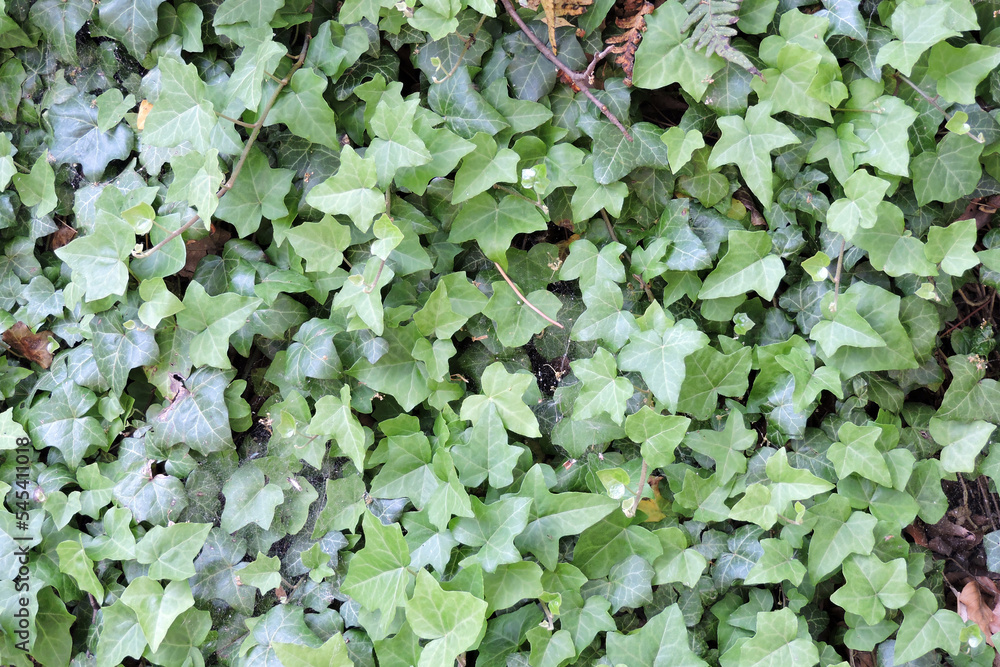 Green common ivy leaves in close-up Green common ivy leaves in close-up