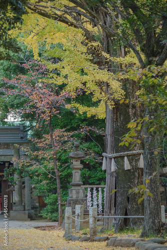 東京赤坂氷川神社の秋の風景