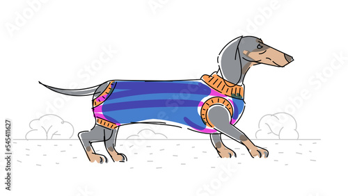 Dachshund in a sweater for dogs on a walk, minimalist vector dawing