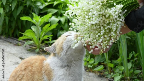 The cat sniffs lily of the valley flowers. Top view. 4K UHD video footage 3840X2160.