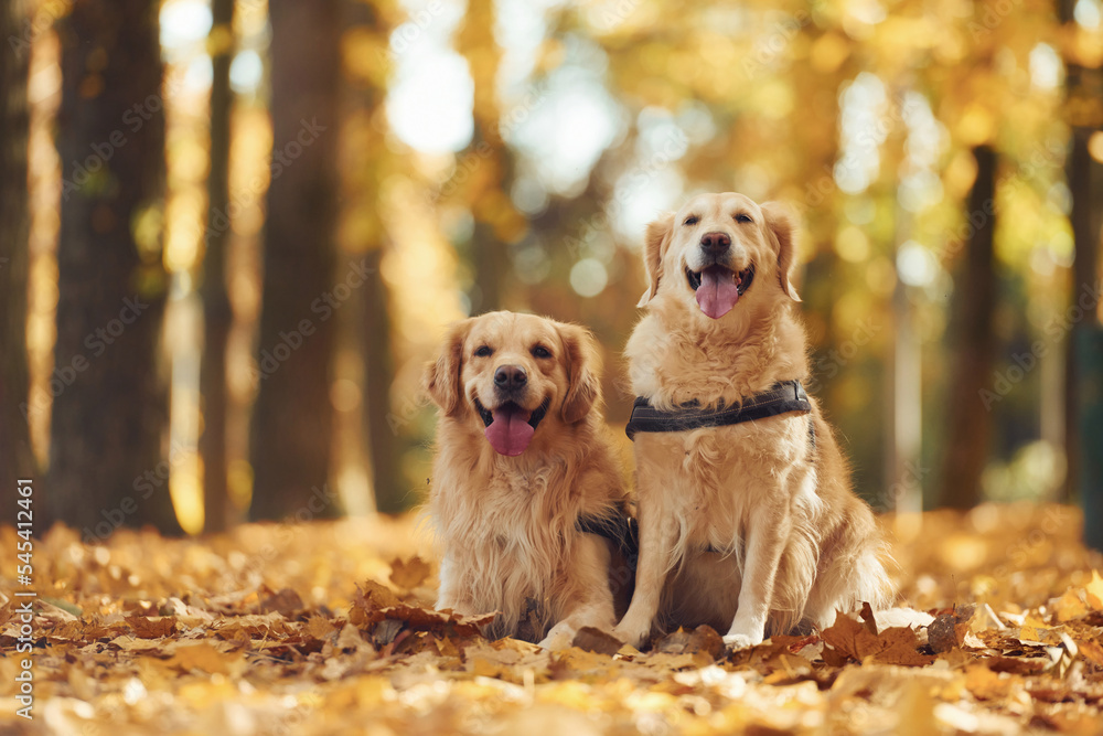 Two labrador retrievers are together in the forest at autumn season daytime