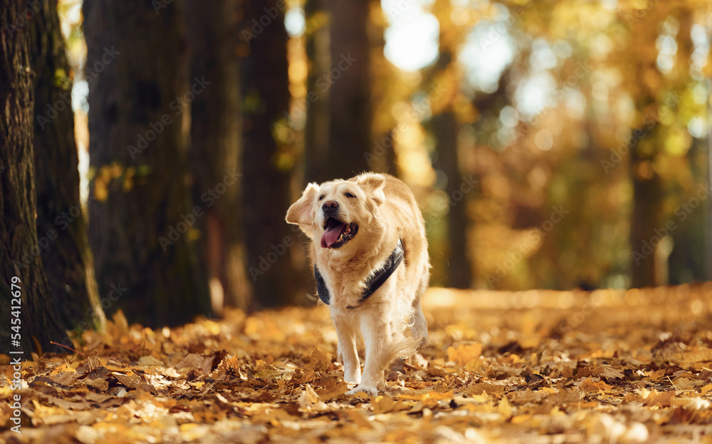 Running forward. Cute dog is outdoors in the autumn forest at daytime
