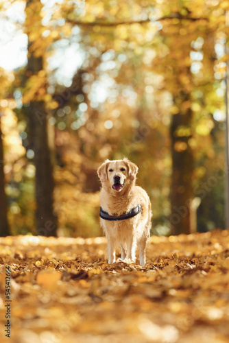 Running forward. Cute dog is outdoors in the autumn forest at daytime