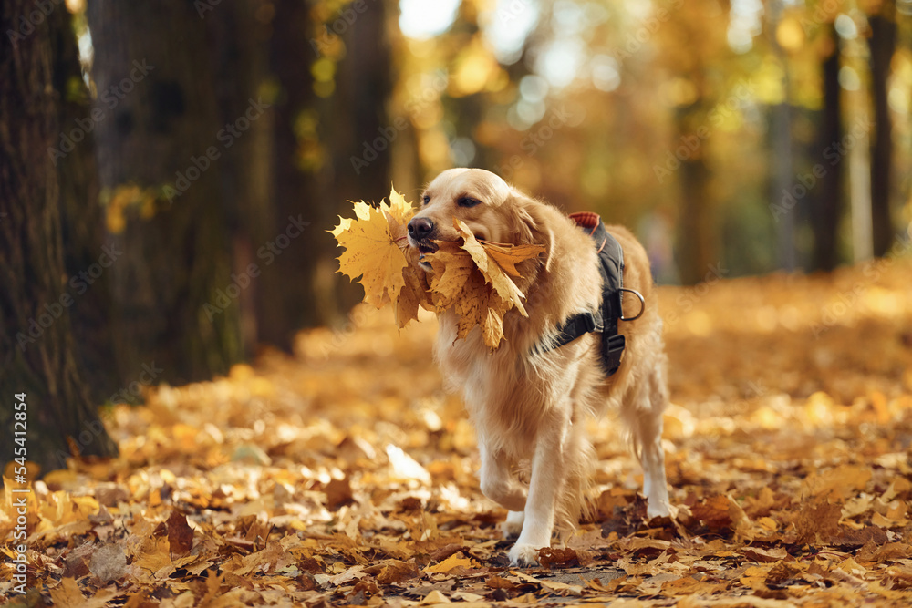 Holding leaves in mouth. Cute dog is outdoors in the autumn forest at daytime