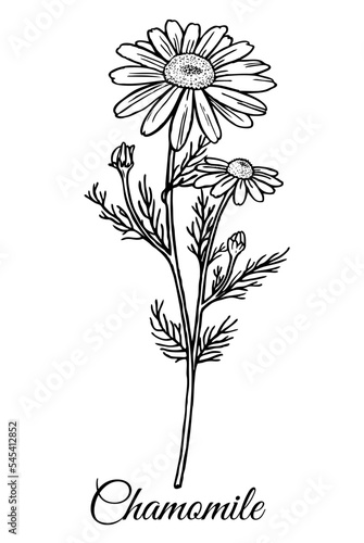 Drawing of Chamomile isolated on white background. Medicinal herb. Vector Illustration.