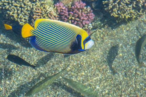 Coral reef fish in the water.