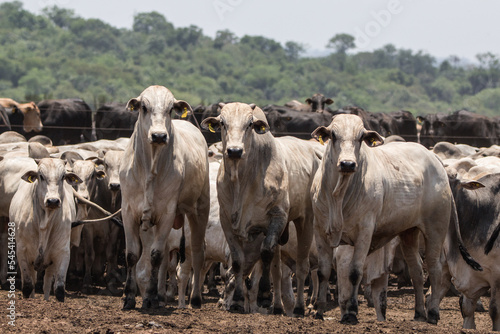 nellore cattle in feedlot: meat production photo