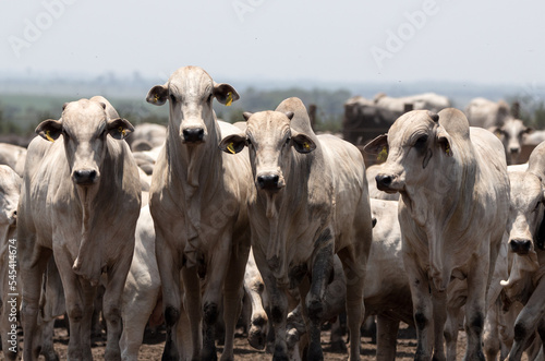herd of nellore bulls photo