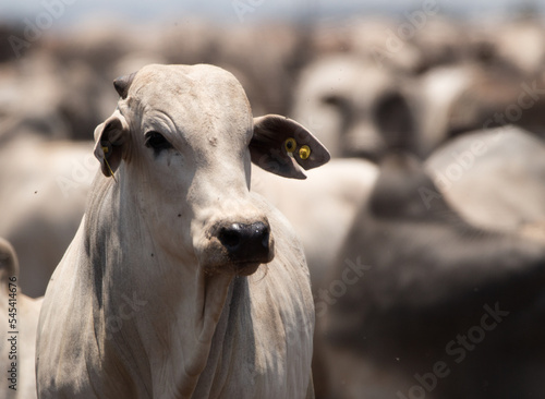 nellore cattle in feedlot: meat production