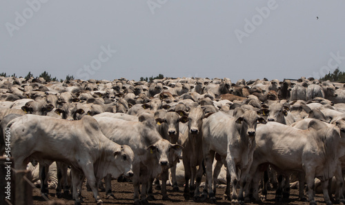 nellore cattle in feed ot: meat production photo