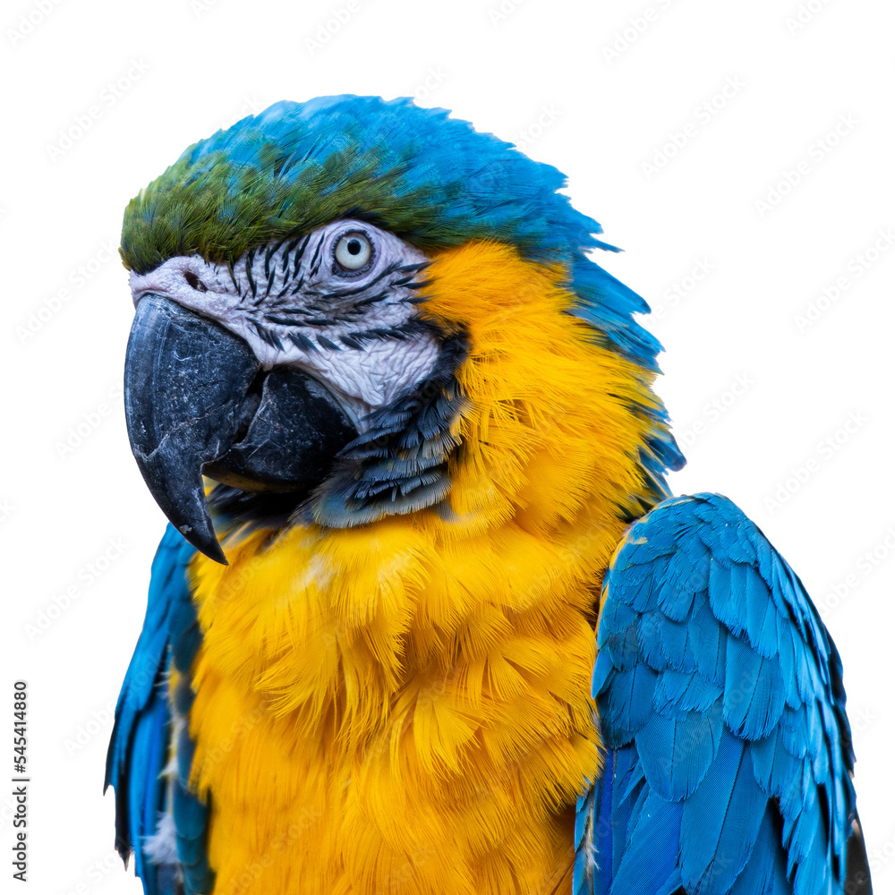 Macaw/parrot close up headshot of the parrot posing on a branch Macaw/parrot close up headshot of the parrot posing on a branch