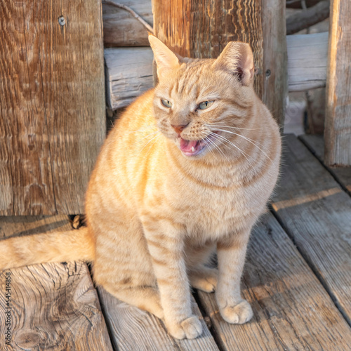 Angry cat. Portrait of street cat.