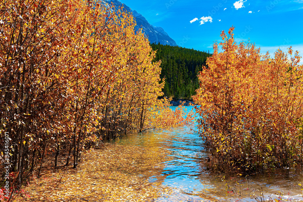 Fototapeta premium Canadian autumn
