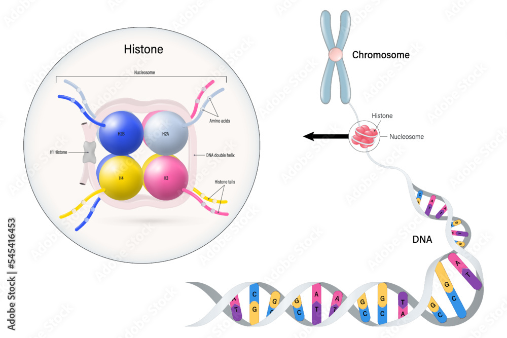 Vecteur Stock Histones vector. Histone proteins (H2A, H2B, H3, and H4)  core. Nucleosome. Chromosome and DNA double helix.