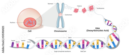 Cell anatomy, Chromosome structure, Histone and DNA(Deoxyribonucleic Acid). Thymine, Adenine, Guanine, Cytosine, Sugar phosphate backbone, base pair and gene. photo