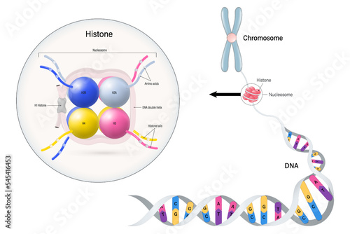 Histones vector. Histone proteins (H2A, H2B, H3, and H4) core. Nucleosome. Chromosome and DNA double helix.