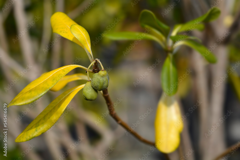 Mock Orange branch with fruit Mock Orange branch with fruit
