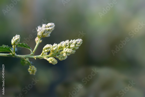 Creeping Blue Blossom flower buds photo