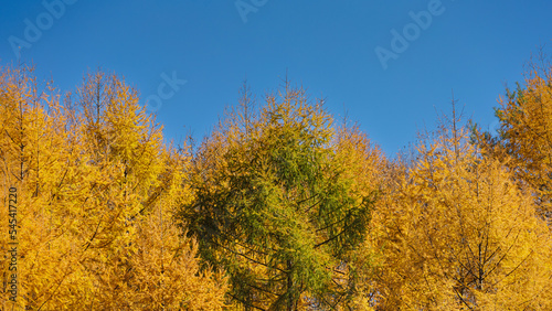 Autumn forest dressed in yellow autumn leaves (karamatsu, Japanese larch, Larix kaempferi) photo