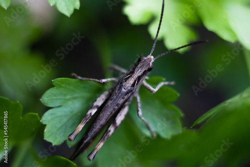 Close-up of a green grasshopper. Grasshopper on the grass.