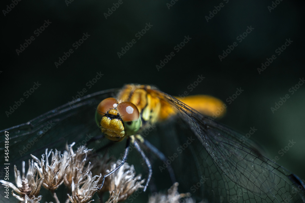 Dragonfly photographed close up. Dragonfly on a branch of grass. Dragonfly photographed close up. Dragonfly on a branch of grass.