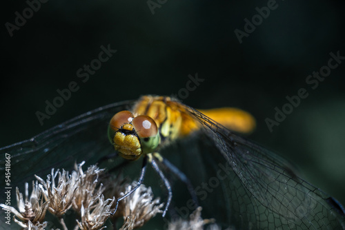 Dragonfly photographed close up. Dragonfly on a branch of grass.