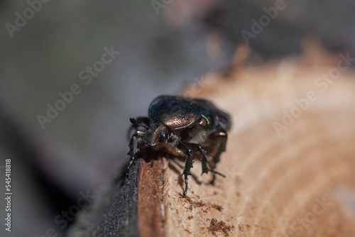 Copper beetle Protaetia cuprea.