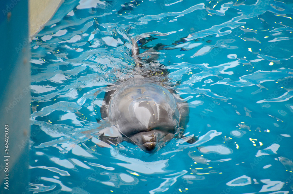 Fototapeta premium イルカ