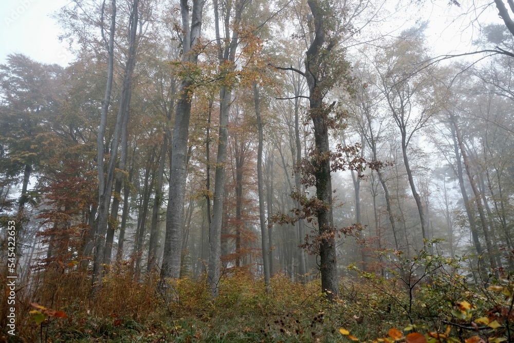 bei Nebel im Wald bei Nebel im Wald
