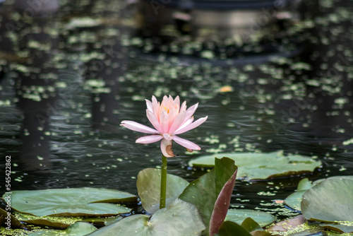 Flor en lago de Bangkok