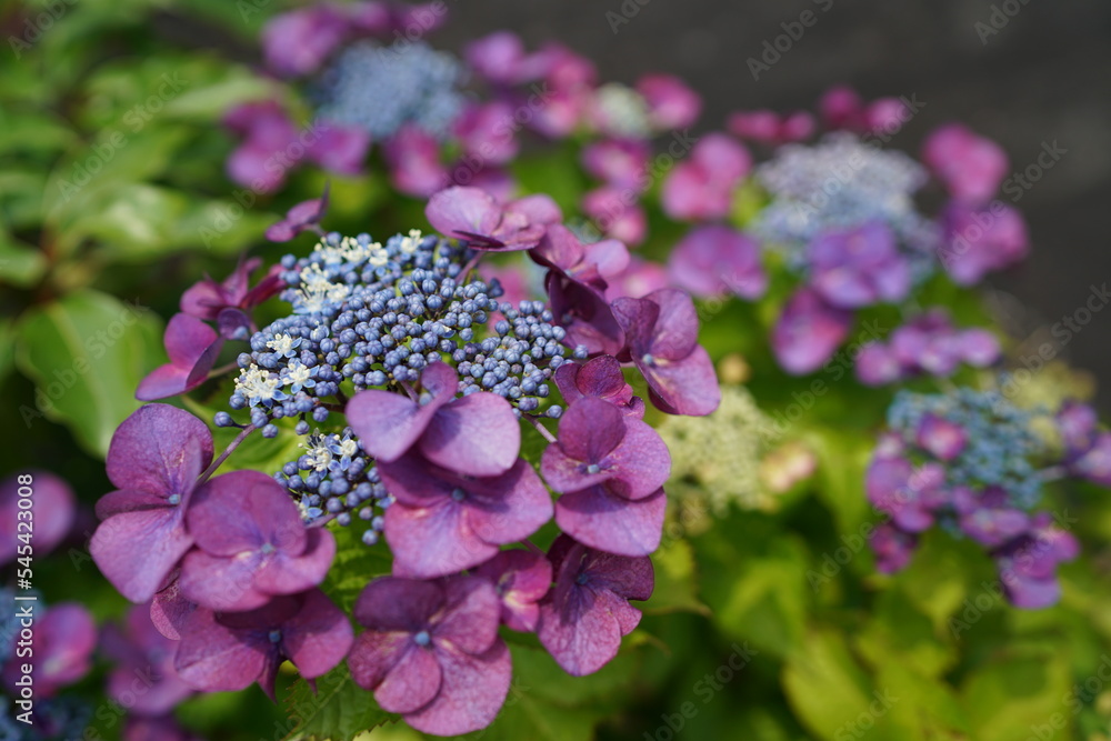 Colorful hydrangea in Japanese rainy season Colorful hydrangea in Japanese rainy season