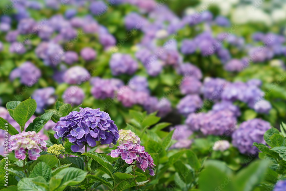Colorful hydrangea in Japanese rainy season Colorful hydrangea in Japanese rainy season